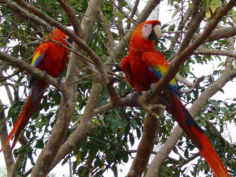 Scarlet Macaw
PHOTO BY NOBUYA  ISHII